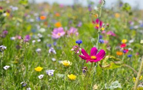 Naturnahe Blumenwiese