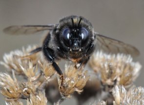 Bombus confusus