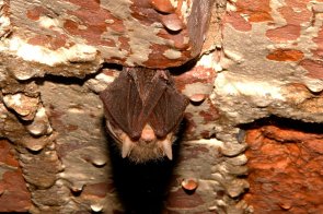 Wasserfledermaus Bornsdorf