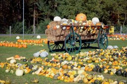Hofladen Klaus - Kürbisfest Hofladen Klaus - Kürbisfest